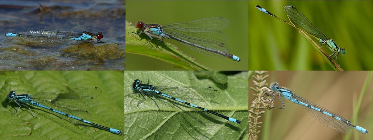 V.l.n.r. azuurwaterjuffer, lantaarntje, weidebeekjuffer en grote roodoogjuffer (foto’s: Kars Veling)