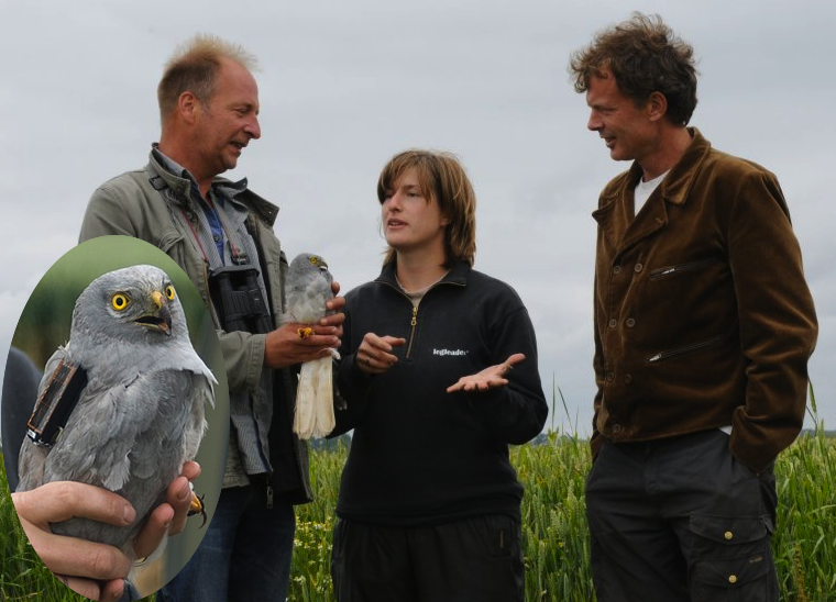 V.l.n.r. blauwe kiekendief ’Jules’ in handen van medewerker Vogelbescherming Jules Bos, promovenda Almut Schlaich, RUG-professor Christiaan Both. Inzet: ’Jules’ met UvA-BiTS GPS-logger (foto: Ben Koks)