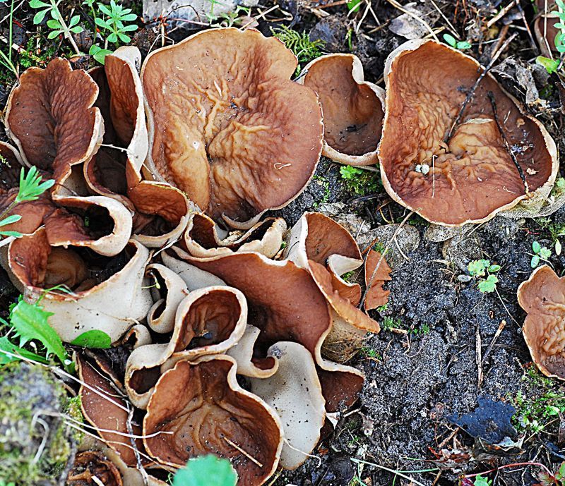 Grote aderbekerzwam (foto: Julius van den Broek)