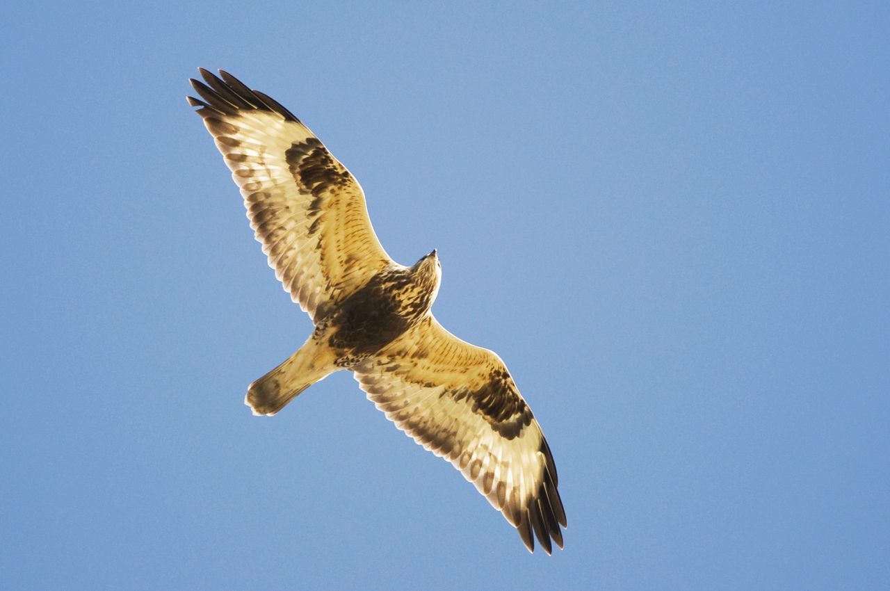 Een Ruigpootbuizerd laat zich o.a. herkennen aan een donker borstschild en twee donkere polsvlekken (foto: Joris Everaert)