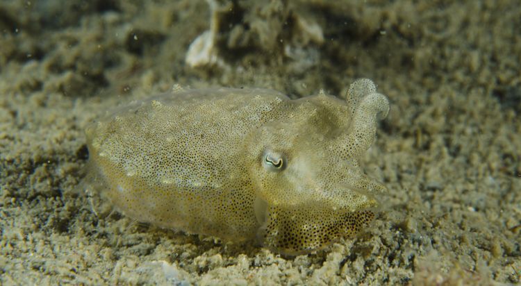 Jonge zeekat, slechts enkele dagen jong, circa 1 cm, juli 2012, Oosterschelde (foto: Peter H. van Bragt)