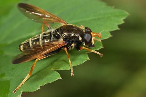 De juweelzweefvlieg Caliprobola speciosa (foto: Tim Faasen)