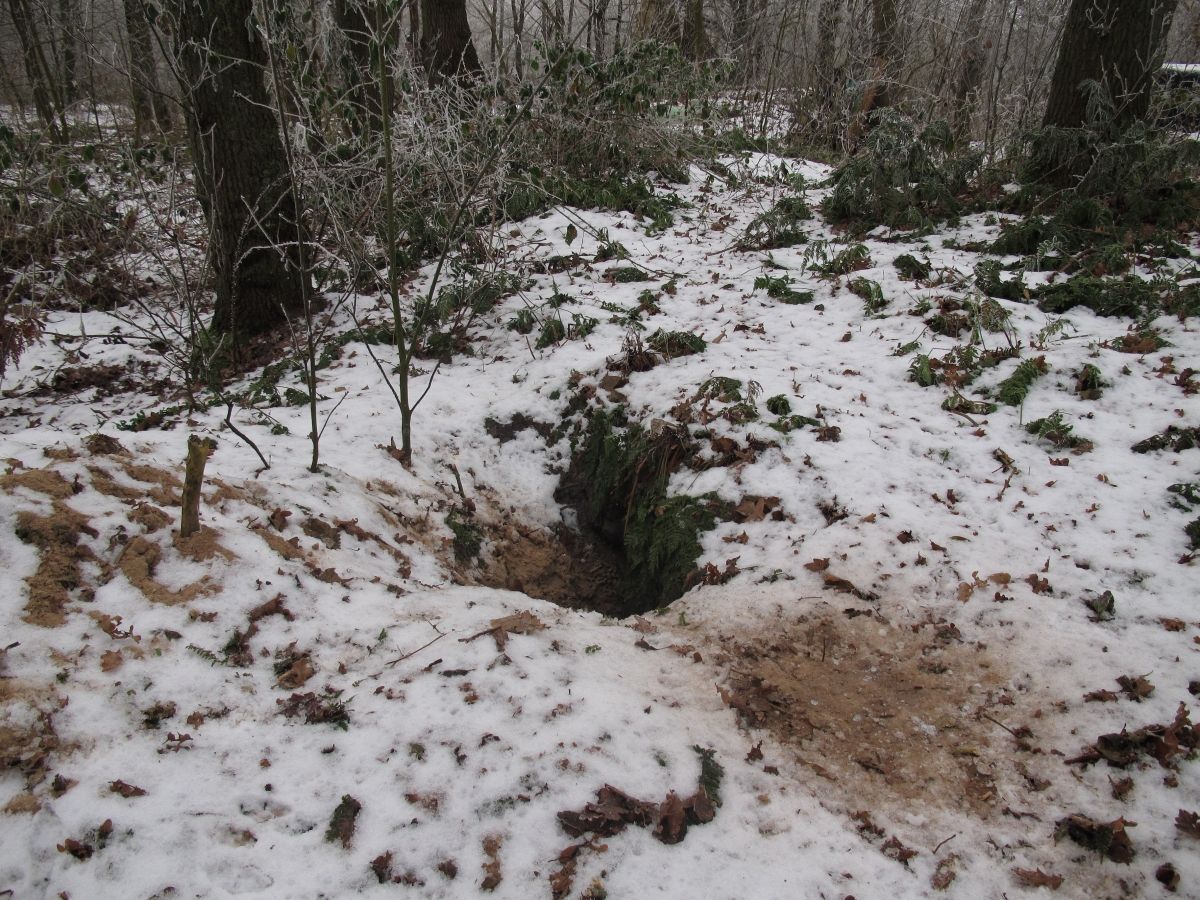 Bij deze winterse burcht is duidelijk het zand te zien dat de das uit zijn vacht heeft geschud (foto: Aaldrik Pot)