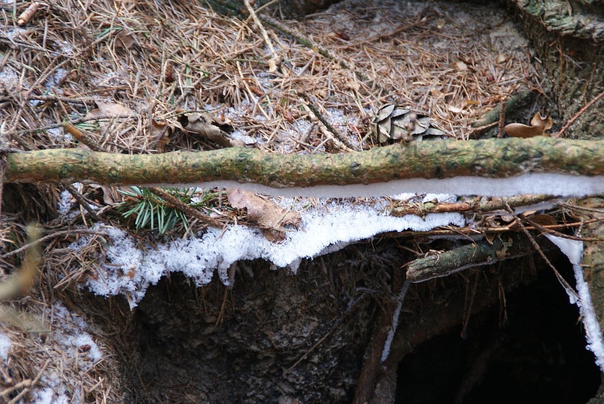Bij bewoonde dassenburchten ontstaan bij vors karakteristieke ijsrandjes bij de ingang als gevolg van de bevroren ‘adem’ van de dassen (foto: Pauline Arends)