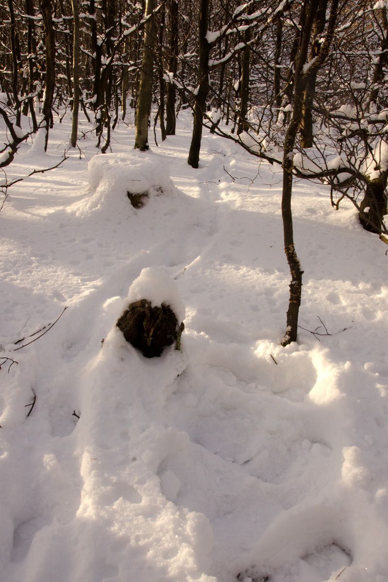 Loopspoor van een das door diepe sneeuw (foto: Aaldrik Pot)
