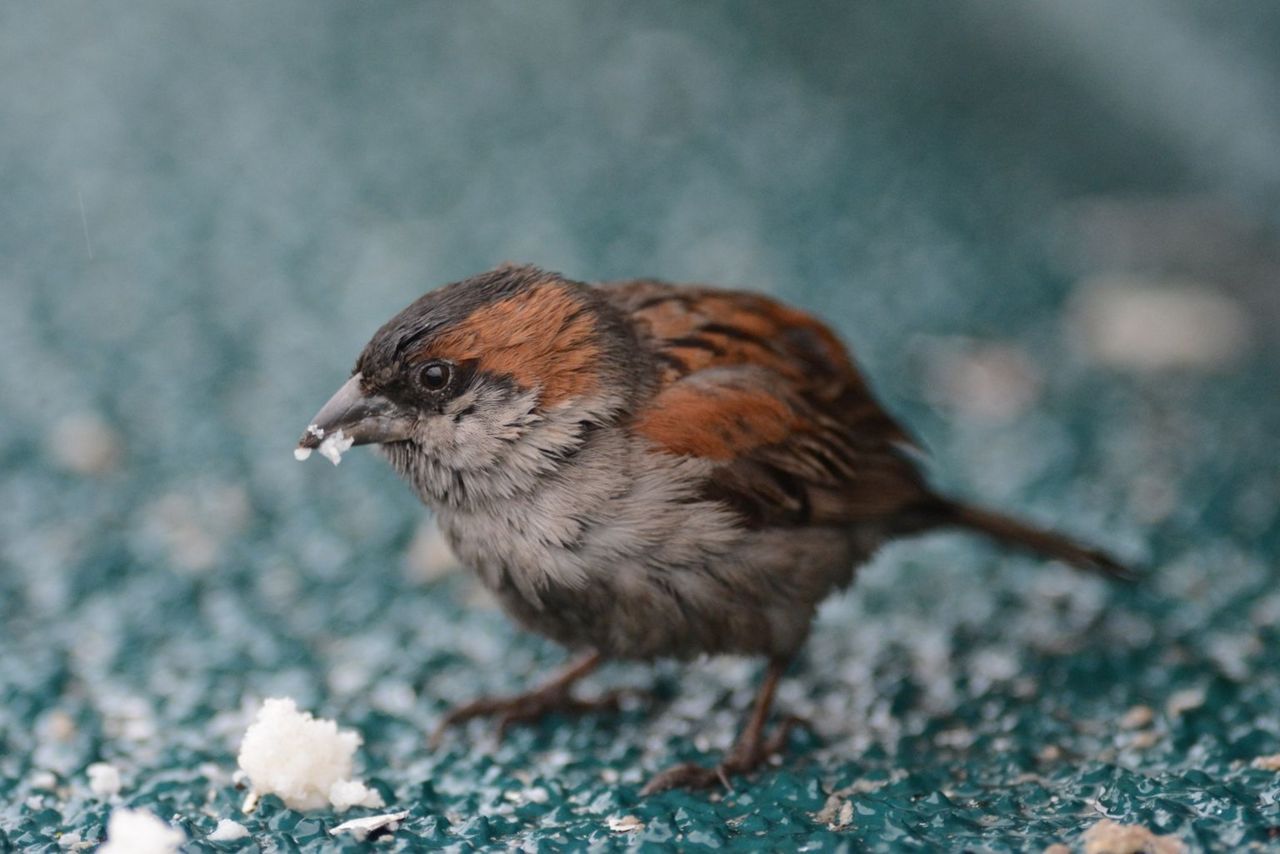 Kaapverdische mus, mannetje, Hansweert (foto: Laurens Steijn)