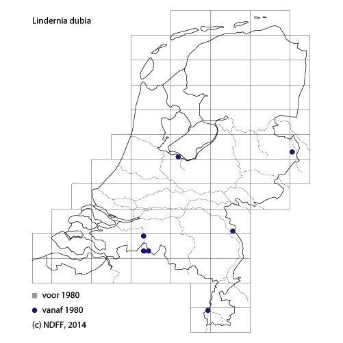 Verspreiding Schijngenadekruid in Nederland (kaart: Verspreidingsatlas.nl)