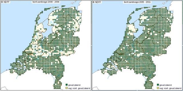 De vespreiding van het bont zandoogje van 2000 tot 2004 en vanaf 2005 (bron: NDFF)