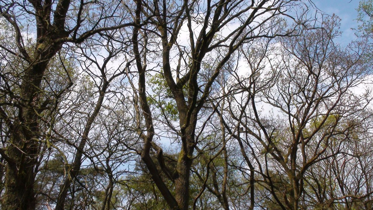 Kaal gevreten eiken (foto: Arnold van Vliet)