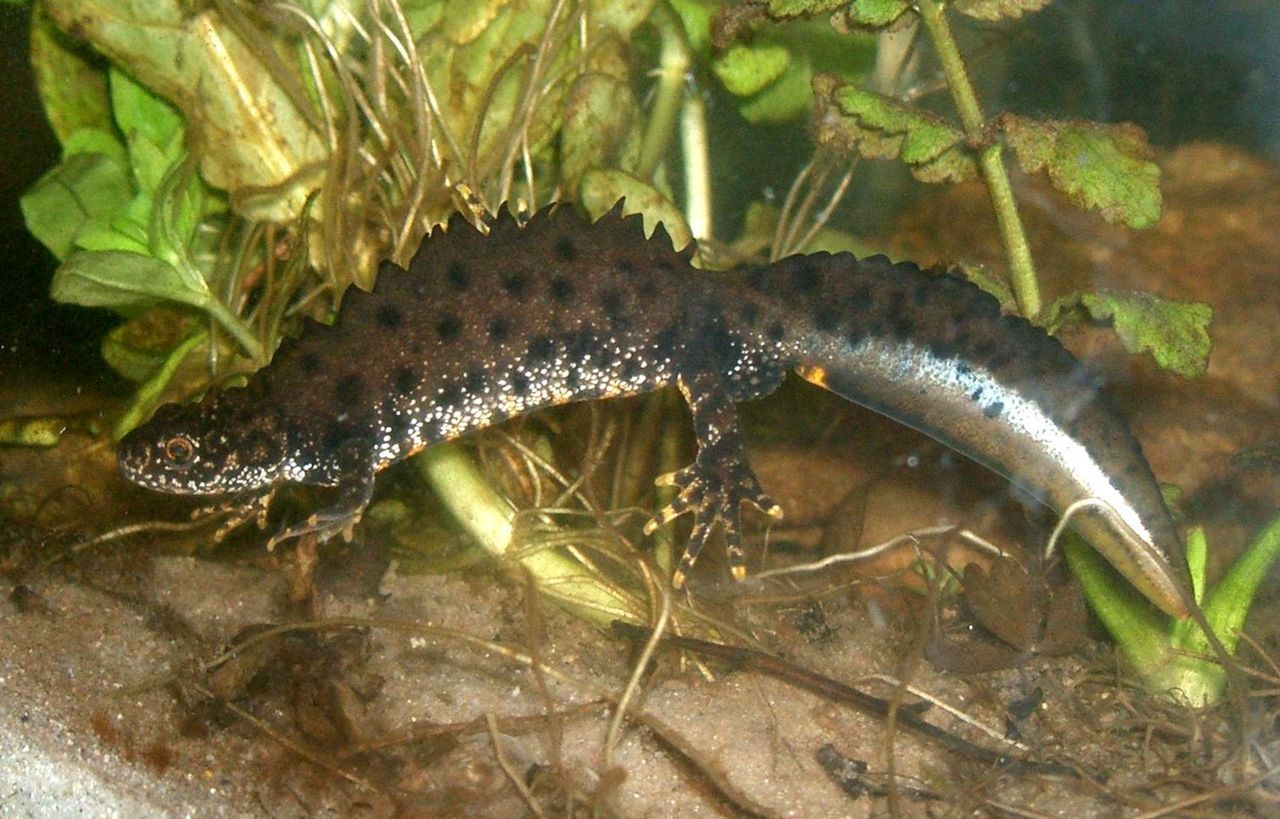 Kamsalamander (foto: Rainer Theuer)