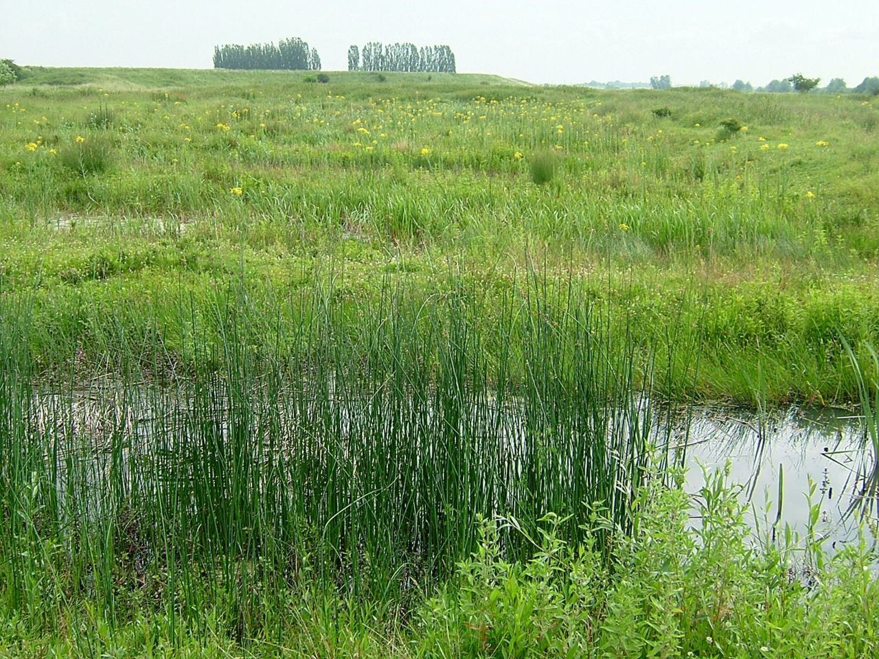 Voortplantingswater voor amfibieën te Kandia, Groessen. Naast kamsalamander maakt ook de kleine watersalamander, gewone pad, bruine kikker, poelkikker en bastaardkikker gebruik van het watertje (foto: Hielke Praagman)