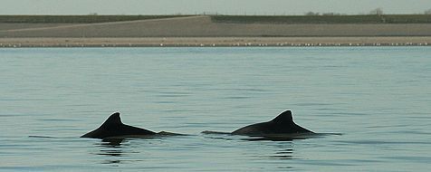 Bruinvissen in het Marsdiep, tussen Texel en Den Helder (foto: Geert Aarts)