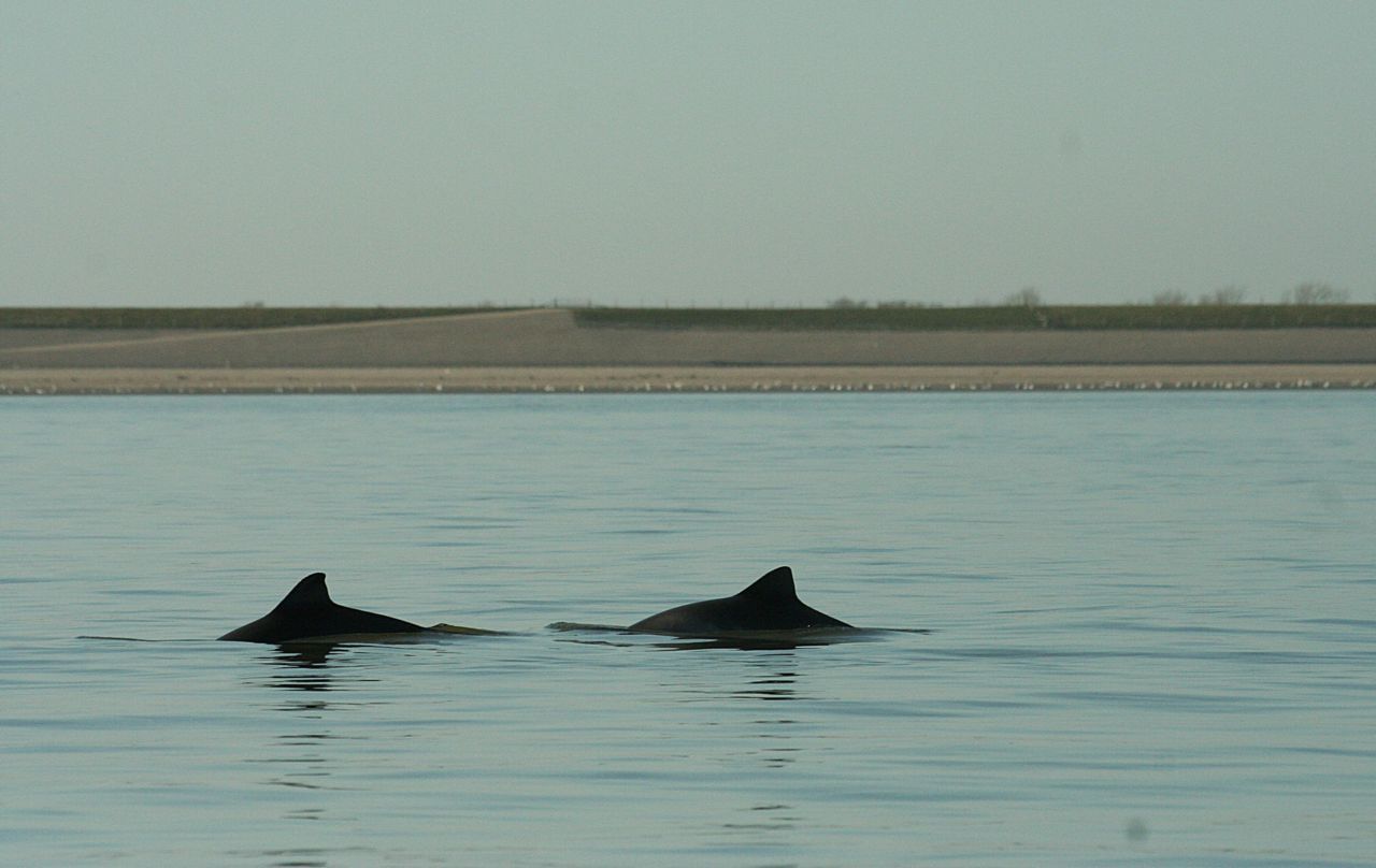 Bruinvissen in het Marsdiep (foto: Geert Aarts)