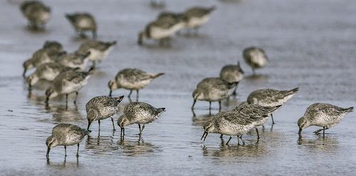 Een groep kanoeten zoekt op het wad naar verborgen prooien, zoals kleine kokkels (foto: Jan van de Kam)