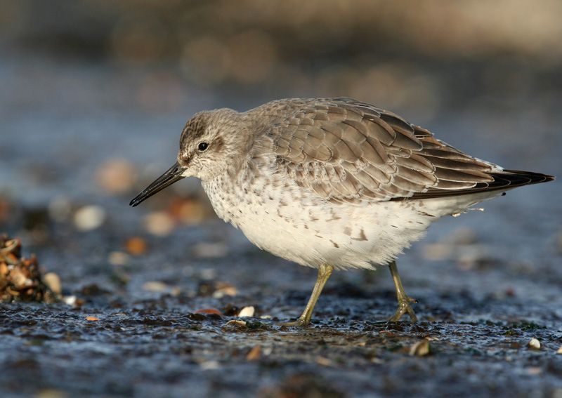 De kanoet strijkt elk najaar massaal neer in het waddengebied (foto: Martin Hierck)