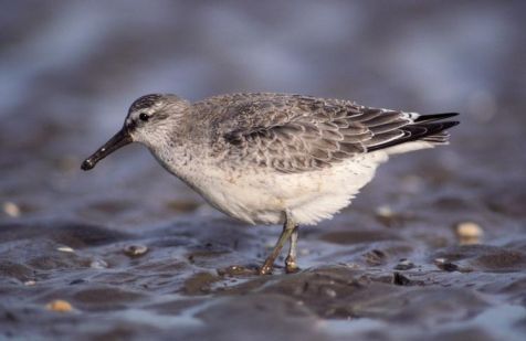 Kanoetstrandloper (foto: IVN Vecht & Plassengebied)