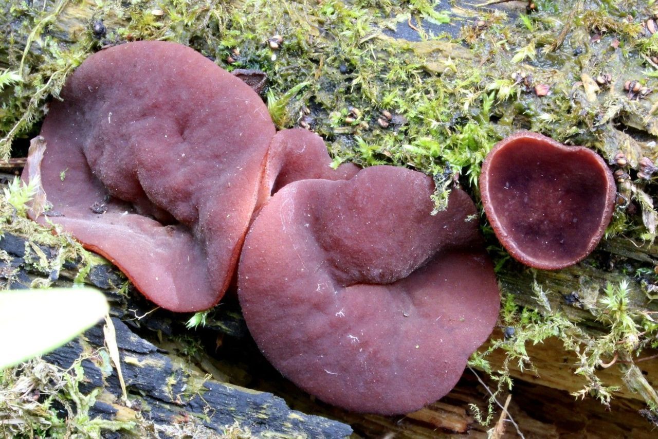 Kardinaalsbekerzwam (foto: Ieko Staal)