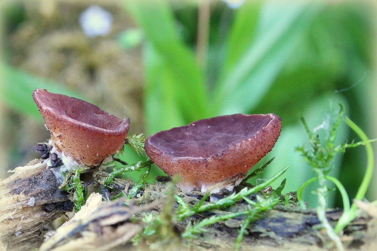 Kardinaalsbekerzwam (foto: Ieko Staal)