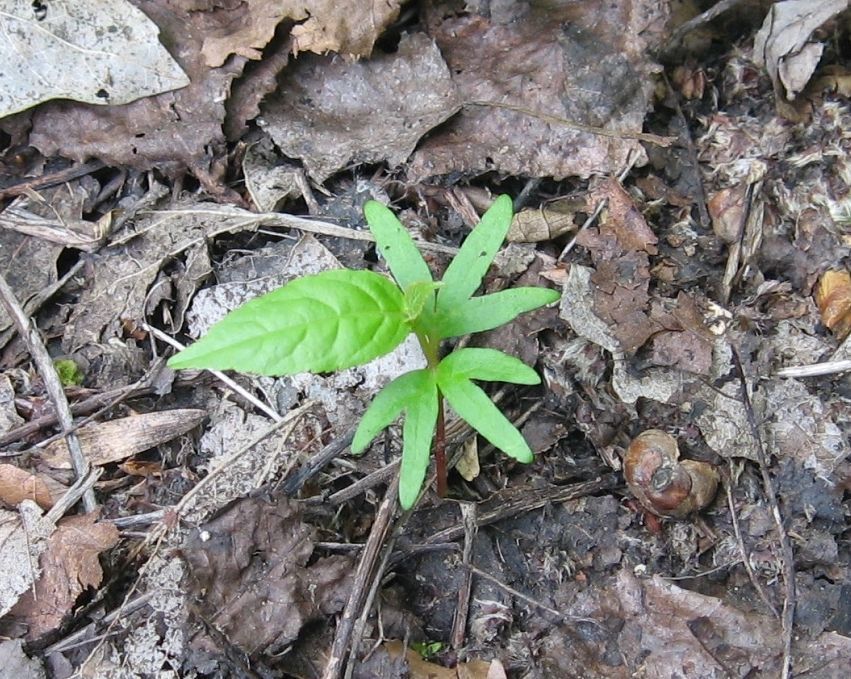 Kiemplant Kaukasische vleugelnoot met karakteristieke 4-lobbige kiembladen. N.B. de kiemplanten lijken op die van de Linde (Tilia spec), maar deze hebben kiembladen met 5 lobben (foto: Remko Andeweg)