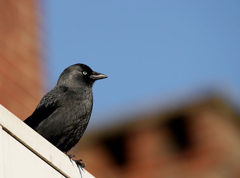 Kauw in haar element, met "nestkast" op de achtergrond. (foto: Leo Janssen)