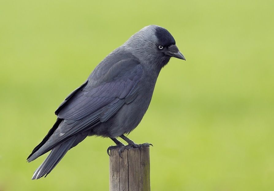 Op en top Kauw: korte snavel, zwart petje, grijze nek en witblauwe oogjes. (Foto: Marc Van den Bril)(foto: Marc Van den Bril)