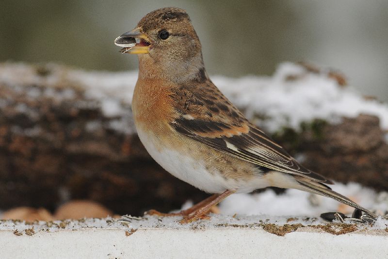 Vorig jaar zochten een record aantal Kepen de voedertafels op. Brengt de strenge vorst ze dit jaar opnieuw tot in de tuinen? (foto: François Van Bauwel)