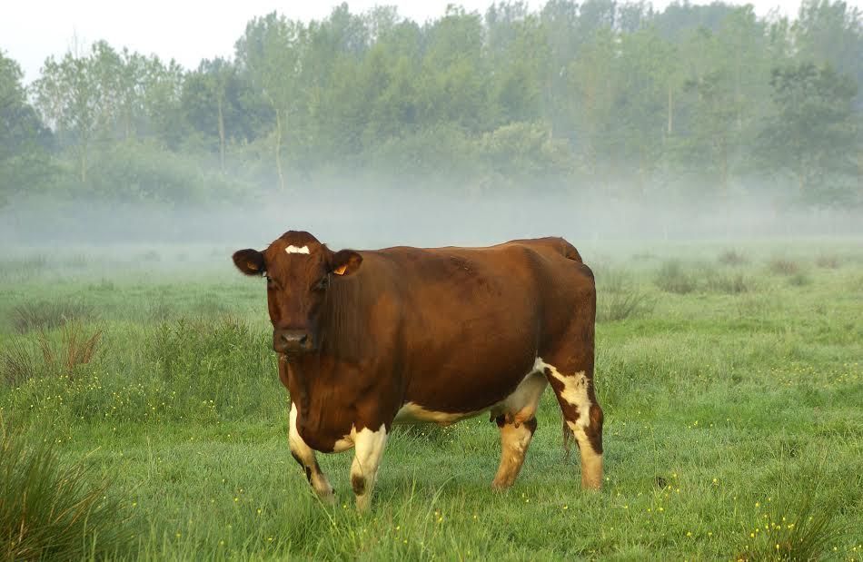 Bezoekers van natuurgebieden staan open voor begrazing met lokale grazers zoals het Kempens rund (Foto: Kurt Sannen)