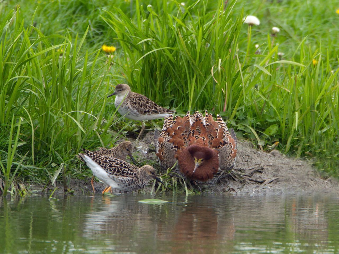 Een mannetje Kemphaan maakt met opgezette kraag een vrouwtje het hof. (foto: Jankees Schwiebbe)