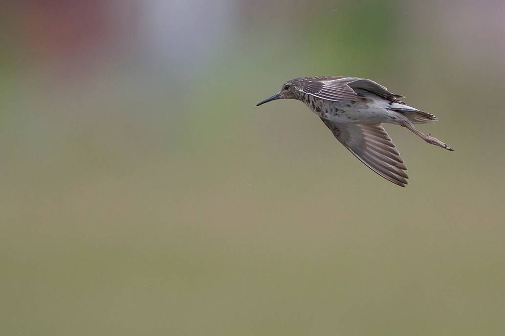 Het wijfje van het broedpaartje vliegt rondjes rond de fotograaf om de aandacht van het nest af te leiden (foto: Koen Lepla)