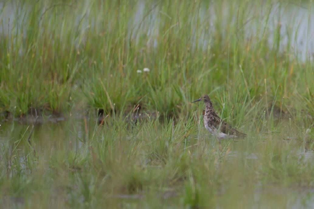 Behoedzaam houdt het wijf de wacht, op een afstand van het nest met twee kuikens (foto: Koen Lepla)