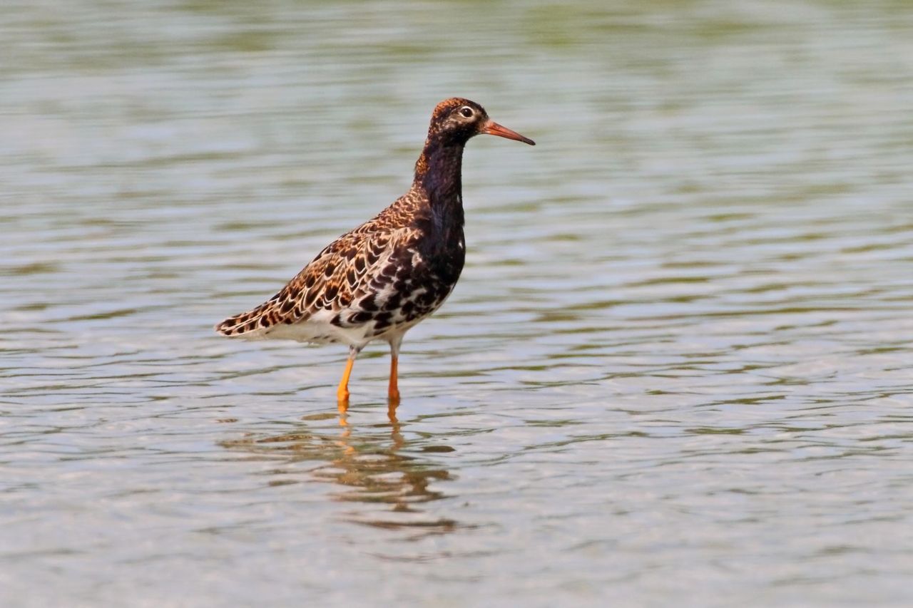 Kemphaanmannen zijn er in allerlei kleuren. Onderzoek wijst uit dat er drie types mannen zijn: de honkmannen, de satellietmannen en de faren. (foto: Koos Dansen)