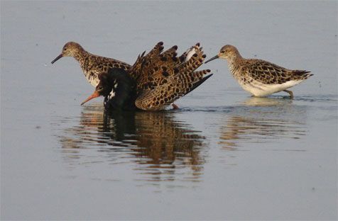 Kemphanen in Ezumakeeg, Lauwersmeer (foto: Menno Hornman)