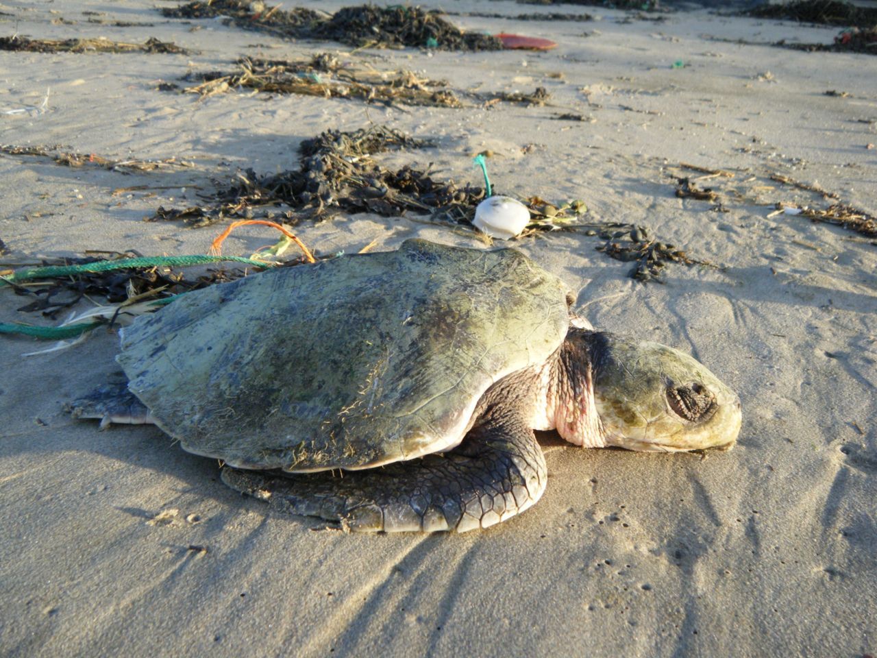 Deze Kemps zeeschildpad werd dood aangetroffen op het strand van Oostduinkerke (foto: KBIN/BMM)