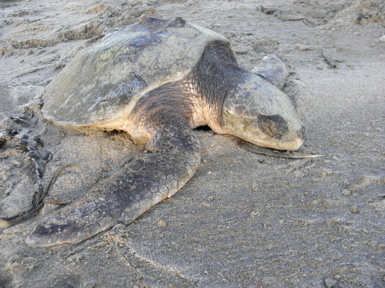 Flip aangespoeld op het strand in Monster, december 2011 (foto: Tim Gerbrands)