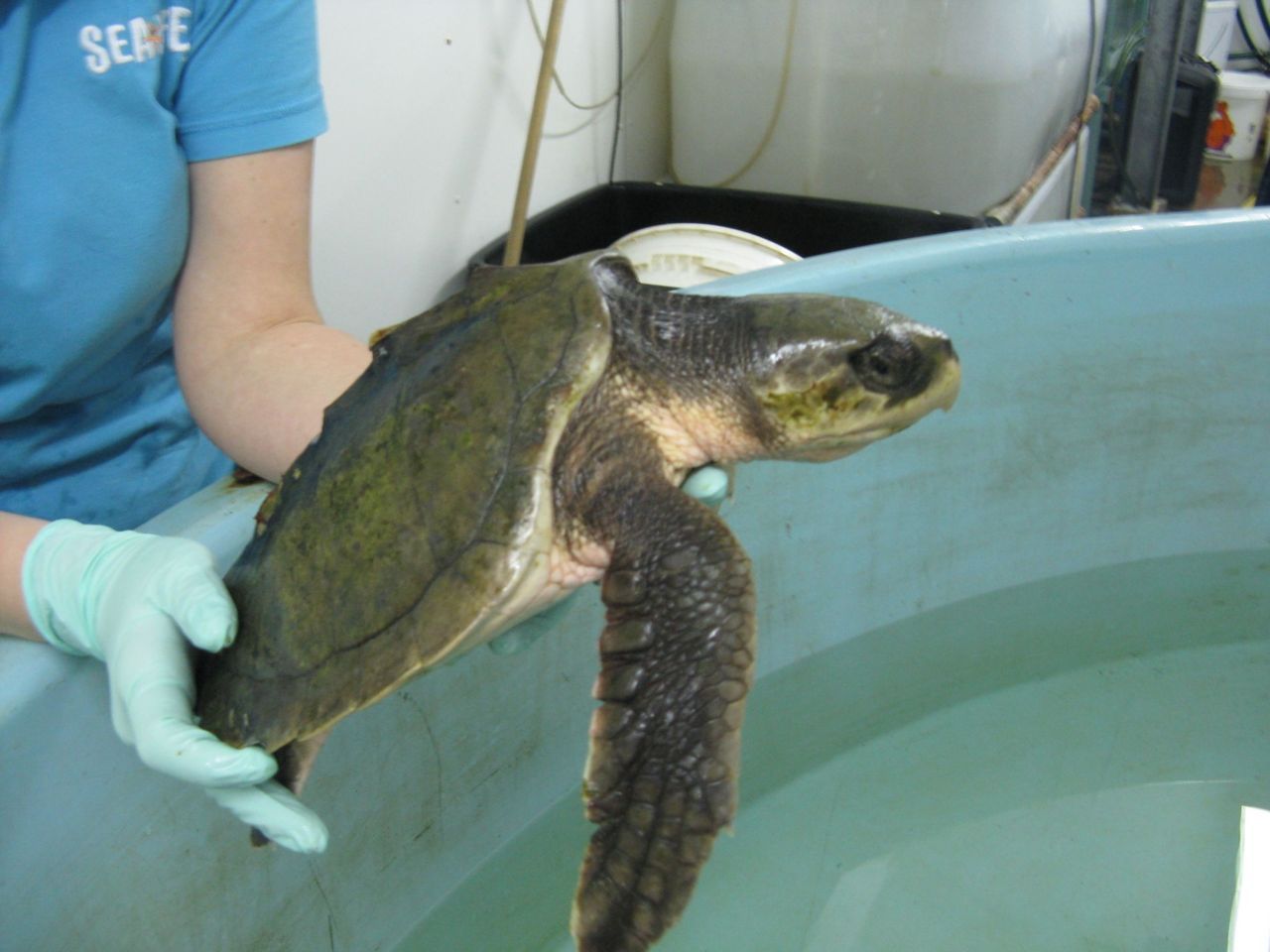 Afgelopen weekend in Monster aangespoelde Kemps zeeschildpad Flip (foto: Sea Life)