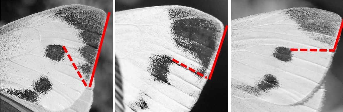 V.l.n.r. de vleugelpunten van groot, scheefbloem- en klein koolwitje. Rode lijn de lengte van de zwarte vleugelpunt en rode stippellijn de denkbeeldige verbinding tussen de bovenkant van de zwarte vlek en onderkant van zwarte vleugelpunt (foto’s: Marlie Huskens en Kars Veling)
