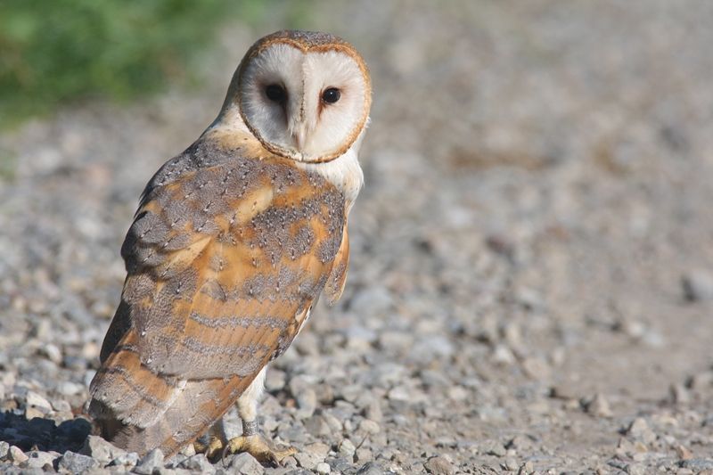 Kerkuilen zijn vandaag de dag weer helemaal terug van weggeweest. (foto: Kjell Janssens)