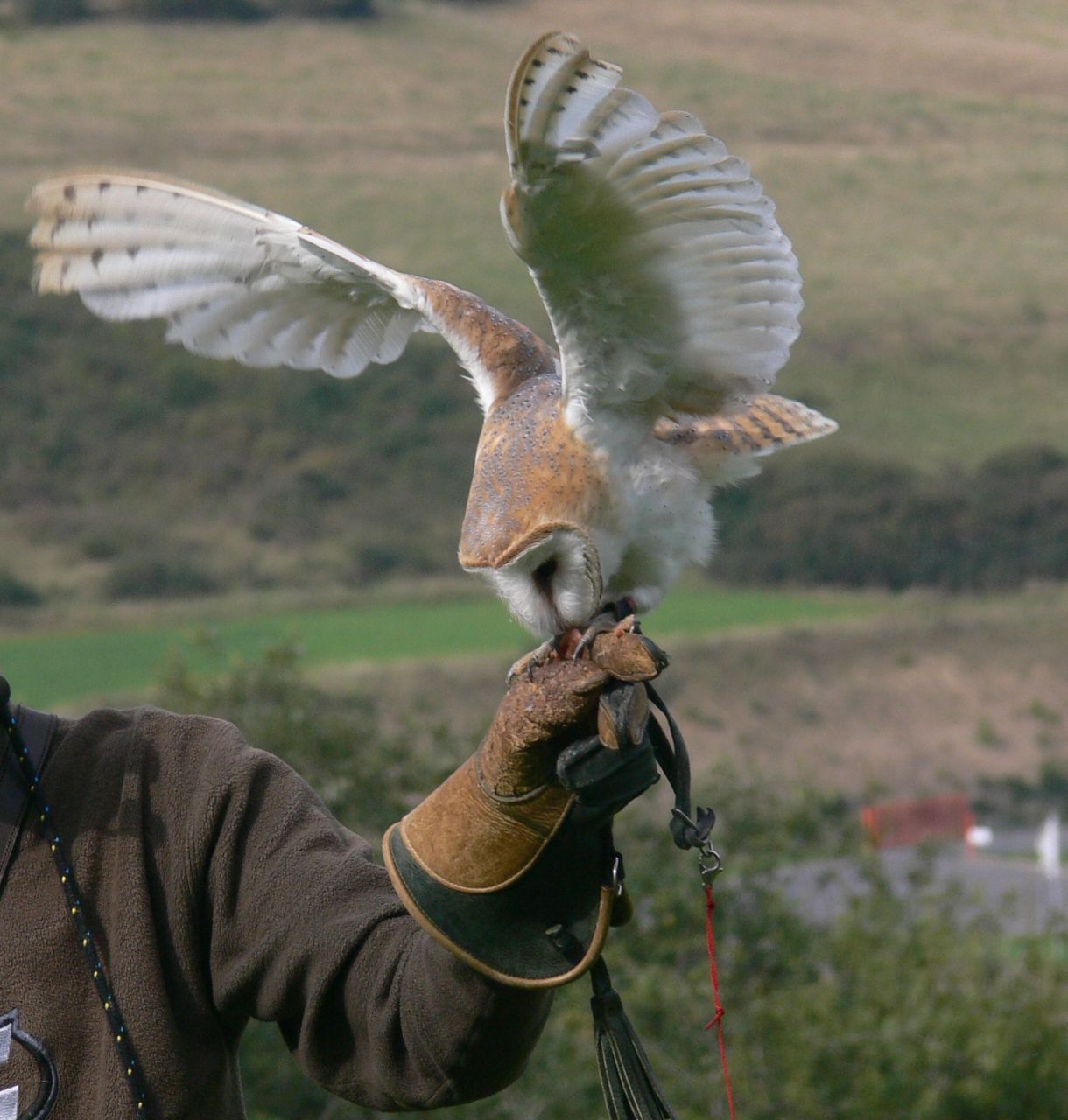 Kerkuil op hand (foto: Vogelbescherming)