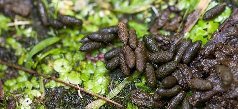 Woelmuizenkeutels (foto: Jelger Herder)