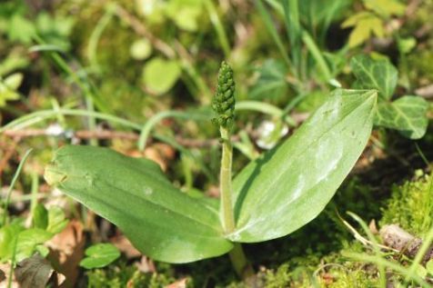 Grote keverorchis (foto: Wout van der Slikke)