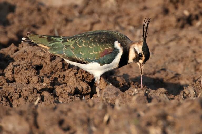 Kievit trekt voorzichtig een worm uit de grond (foto: Koos Dansen)