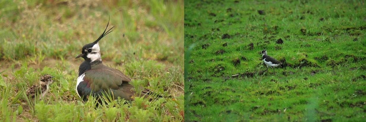 Kievit met jong (links); bijna vliegvlugge kievit op perceel met uitgestelde bewerkingen (rechts) (foto’s: Marco Renes) 
