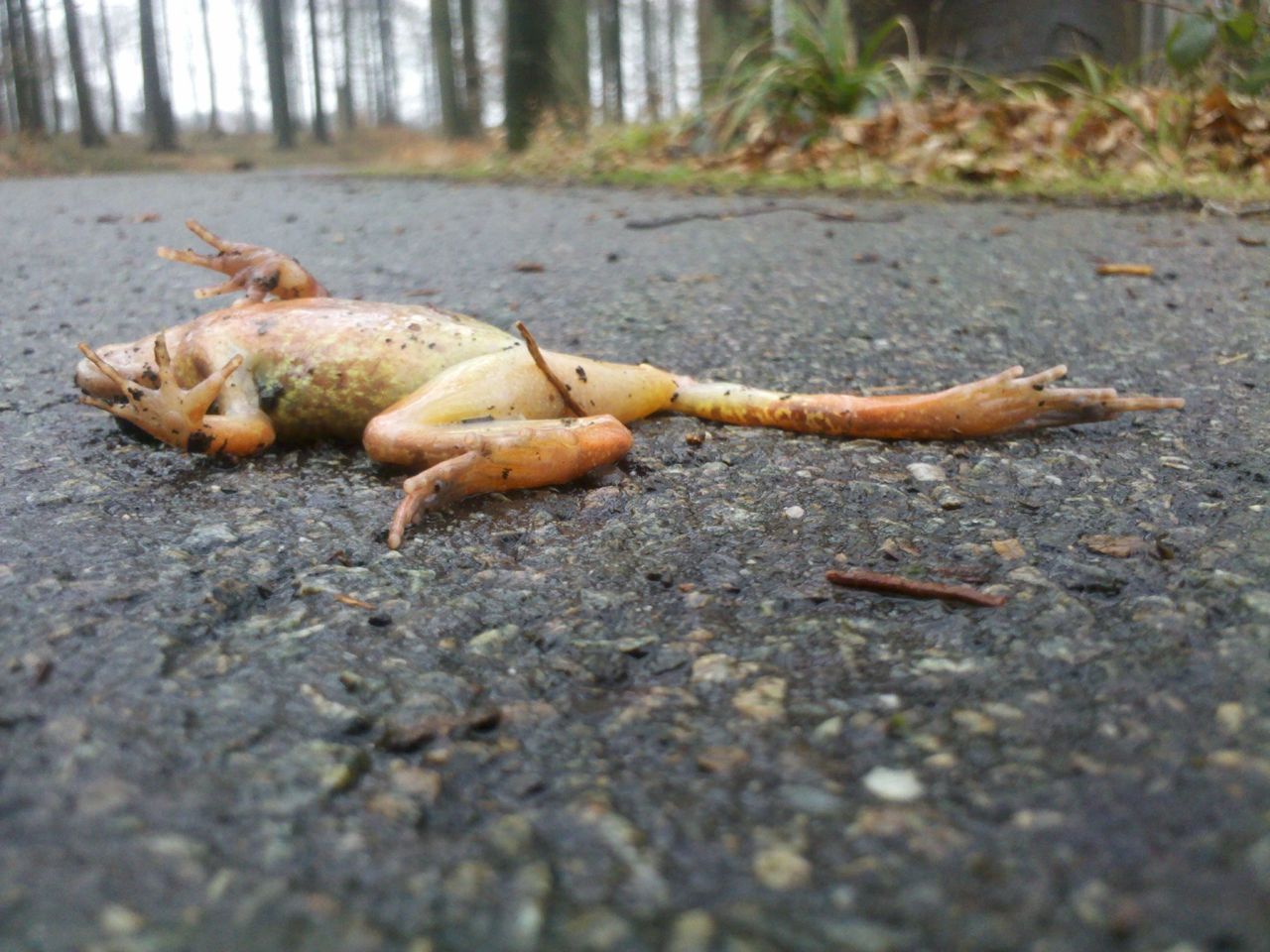 Vooral amfibieën worden het slachtoffer van autoverkeer. (foto: Frank Hidvegi)