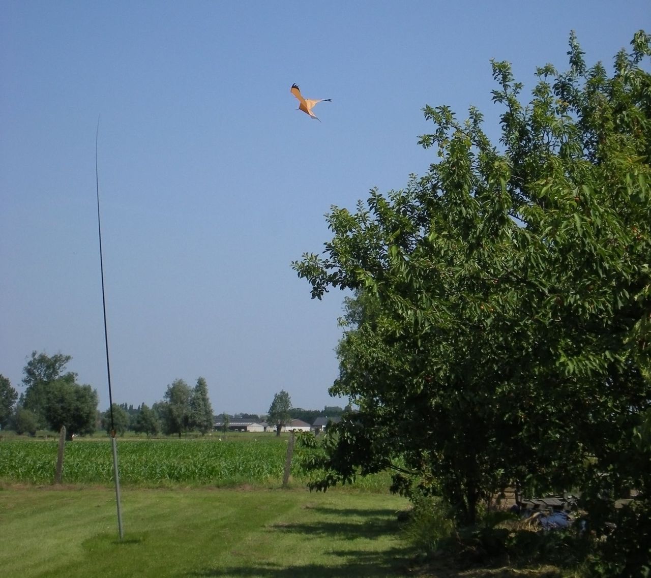 Met een beetje wind, gaat een plastic kite de hoogte in en lijkt die behoorlijk goed op een echte, jagende roofvogel. (foto: Gerald Driessens)