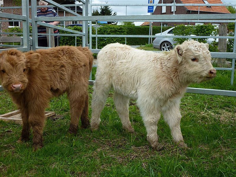 Blond Schotse hooglander kalf (foto: Patrick van den Burg)