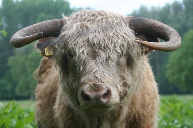 Blonde stier (foto: Patrick van den Burg)