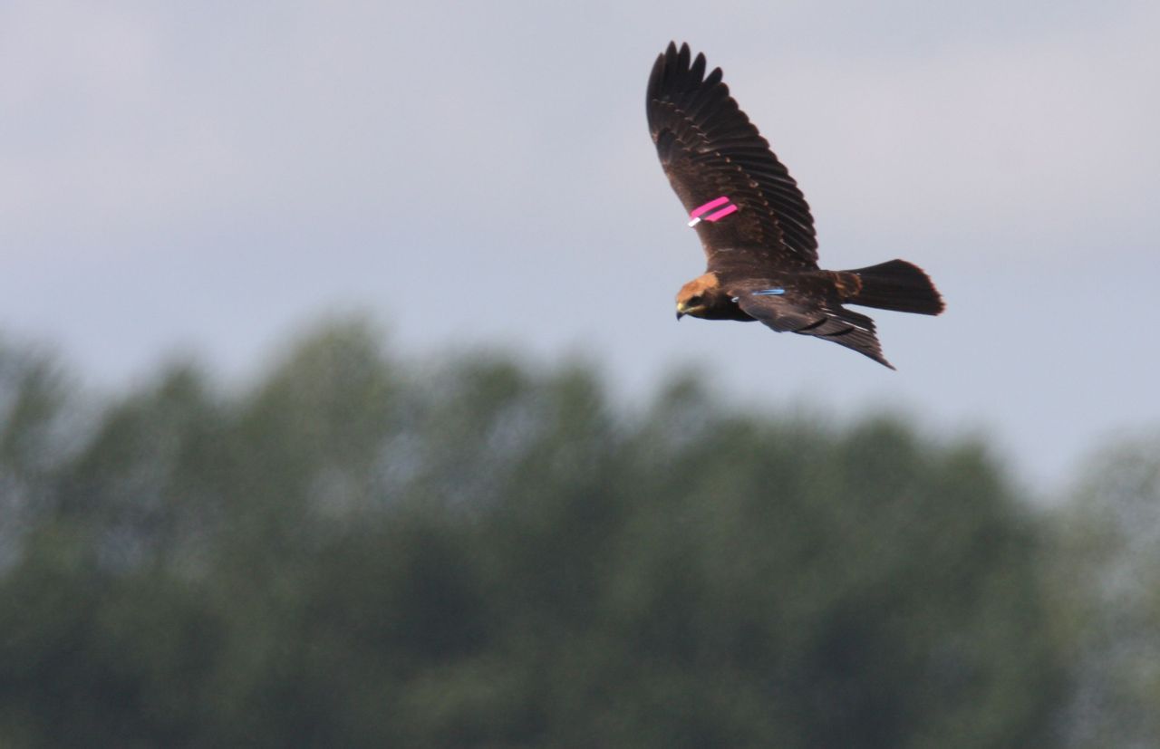 In vlucht vallen de wingtags behoorlijk goed op (foto: Kjell Janssens)