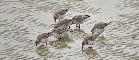 Foeragerende kanoetstrandlopers (foto: Kees Kuip)