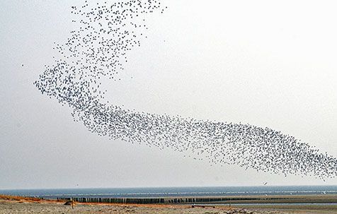 Kanoeten vliegen vaak in indrukwekkende formaties (foto: Kees Kuip)