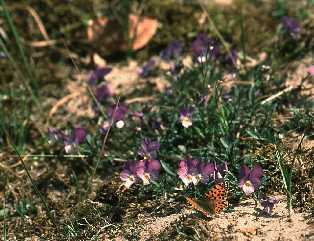 Kleine parelmoervlinder bij viooltjes (foto: Marijn Nijssen)